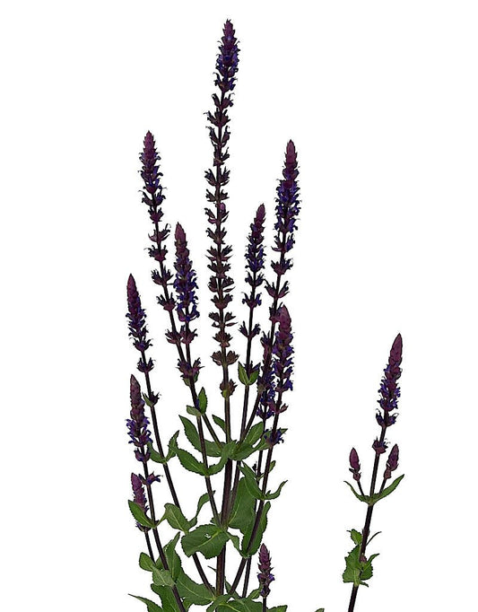 Salvia nemorosa 'Caradonna' - The Garden Corner