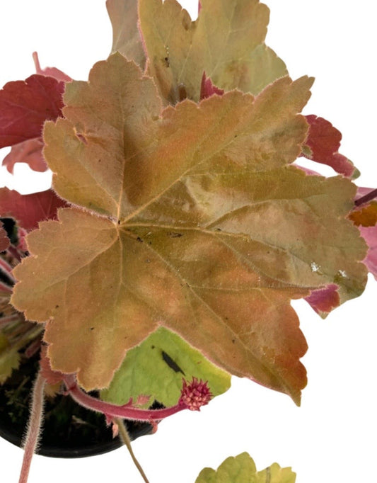 Heuchera 'Southern Comfort' - The Garden Corner