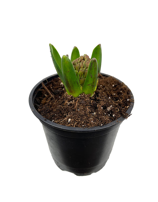 Hyacinth 'Jan Bos' 4 Inch