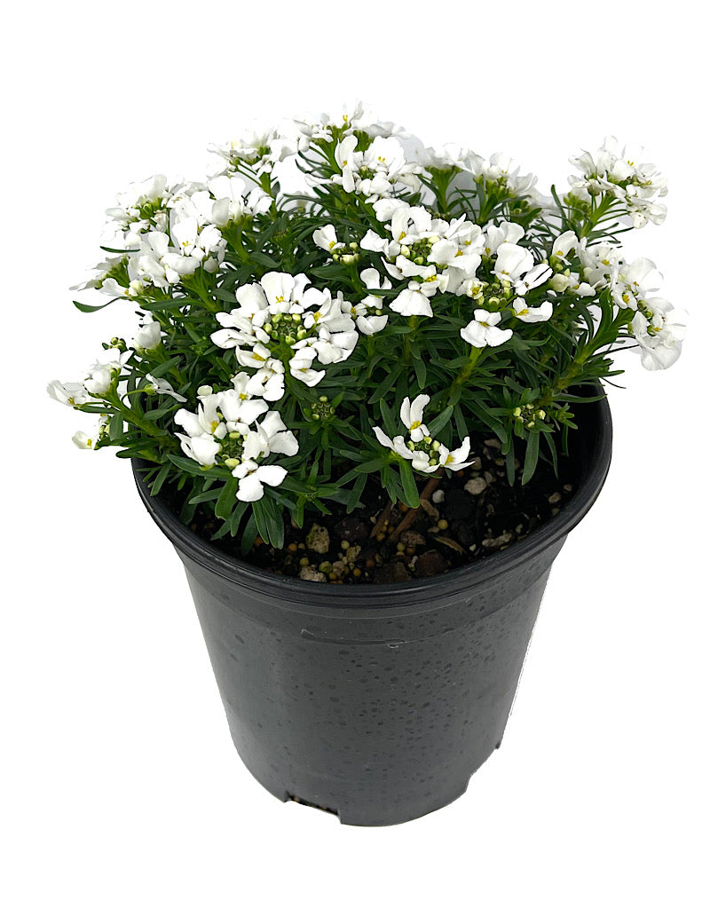 Iberis sempervirens 'Snowsation' - Perennials