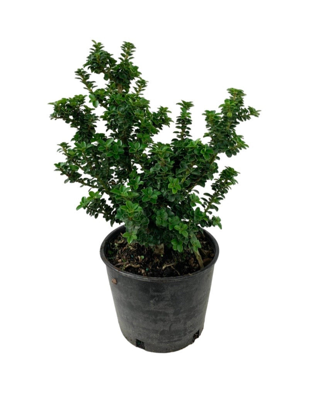 Ilex crenata 'Dwarf Pagoda' - Shrubs
