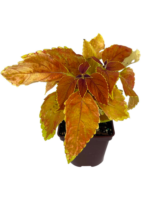 Coleus 'Rustic Orange'