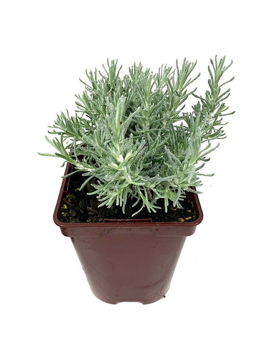 Helichrysum italicum 'Dwarf' 4 inch - The Garden Corner