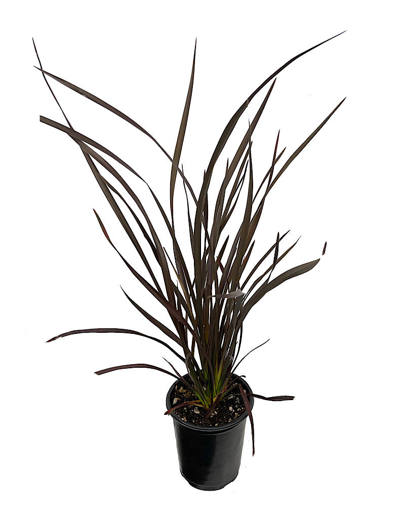 Phormium 'Platt's Black'