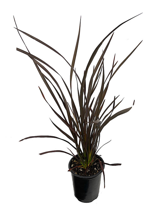 Phormium 'Platt's Black'