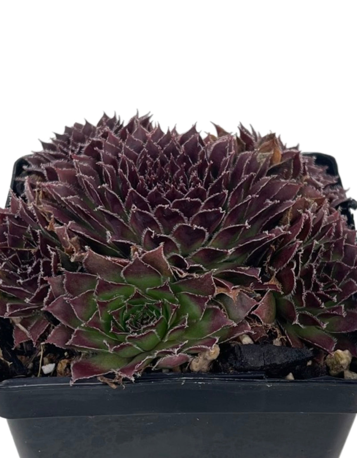 la joubarbe: joubarbe sempervivum: joubarbe toile d araignée la joubarbe: joubarbe sempervivum: joubarbe toile d araignée