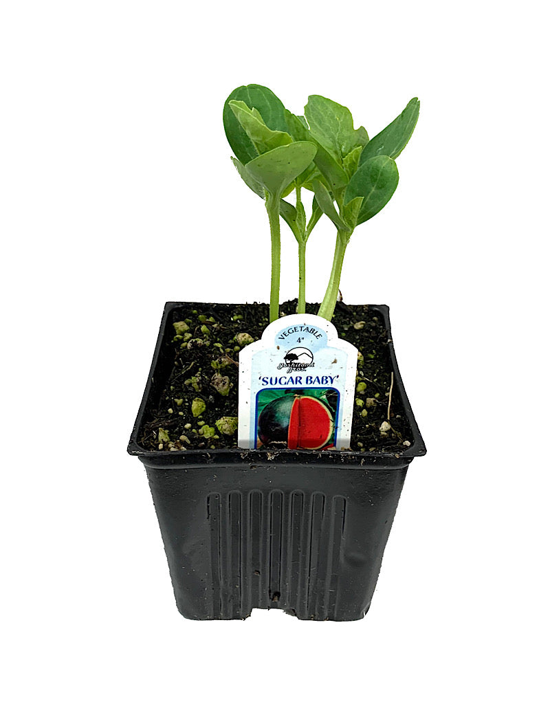 Watermelon 'Sugar Baby'  4 Inch