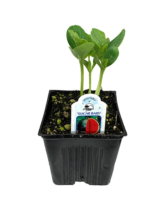 Watermelon 'Sugar Baby'  4 Inch