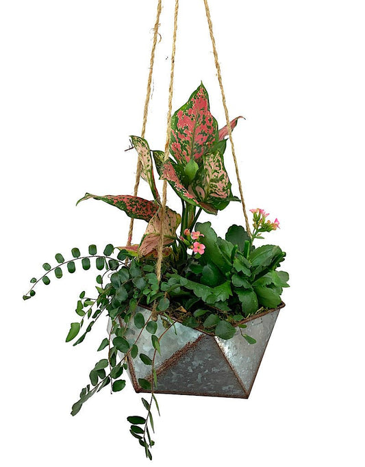 Hanging Garden 22 - The Garden Corner