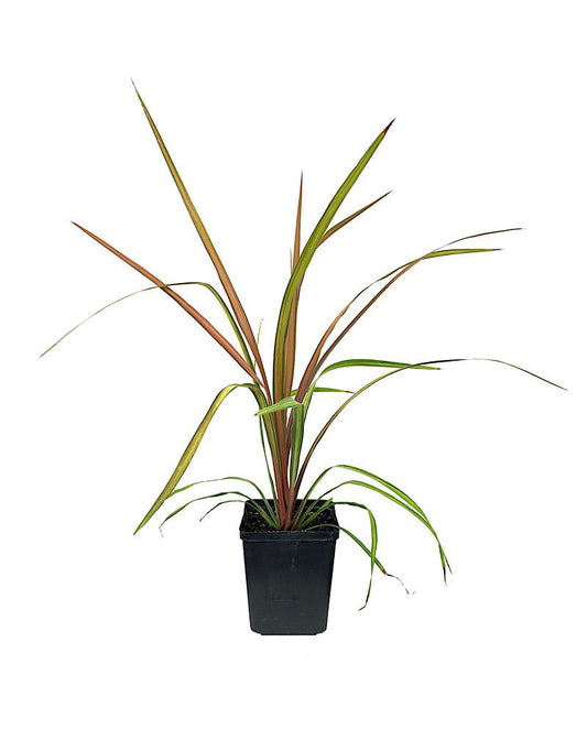 Cordyline albertii 'Cha Cha' - The Garden Corner