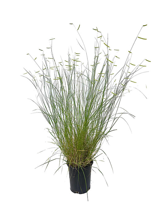Bouteloua gracilis 'Blonde Ambition'