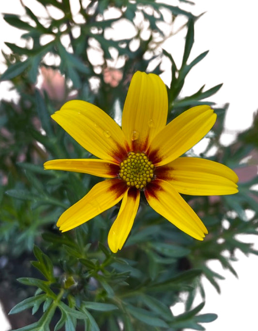 Bidens 'Brazen Eternal Flame'