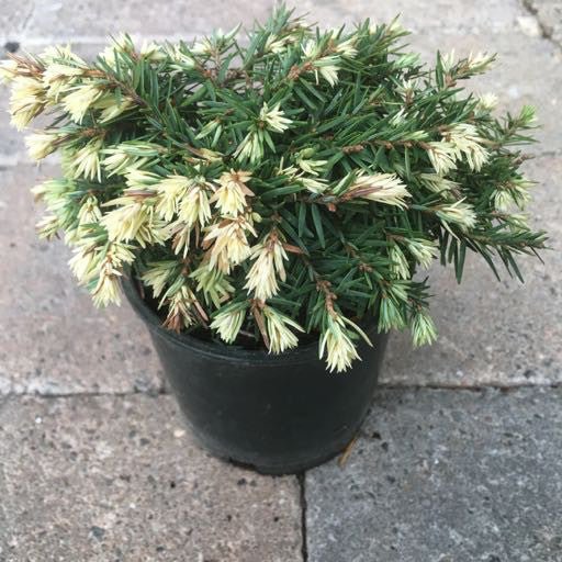 Tsuga canadensis 'Betty Rose' 4 Inch - The Garden Corner