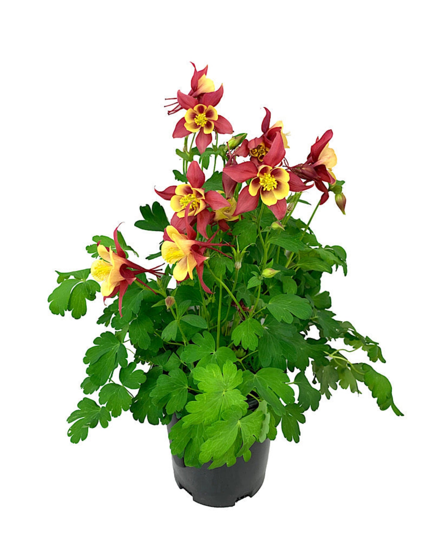 Aquilegia 'Early Bird Red/Yellow'