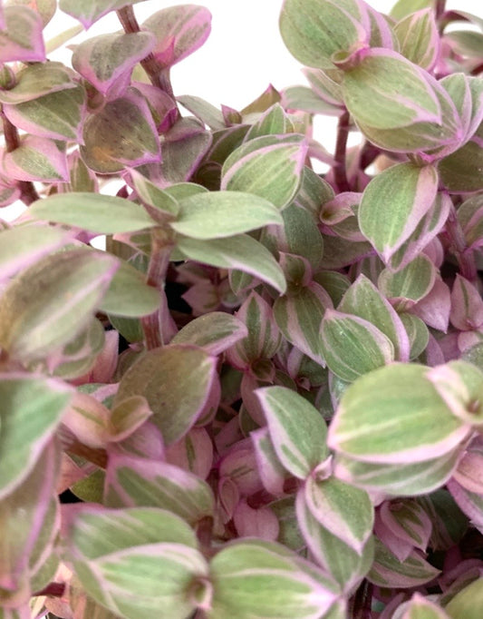 Callisia repens 'Pink Panther'
