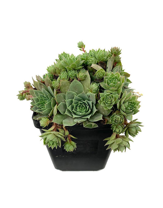 Sempervivum 'Glowing Embers' 4 inch - The Garden Corner