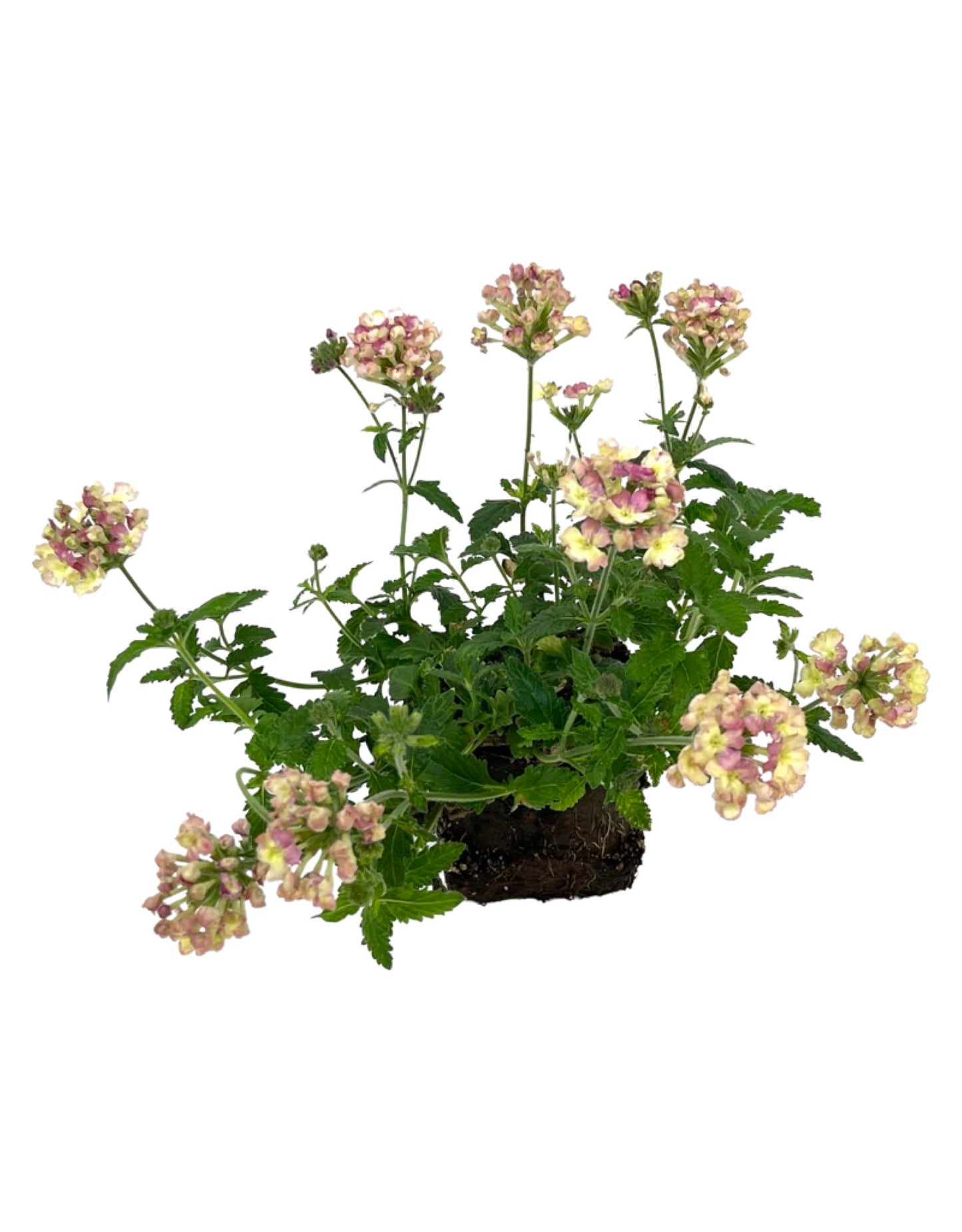 Verbena 'Lanai Vintage'
