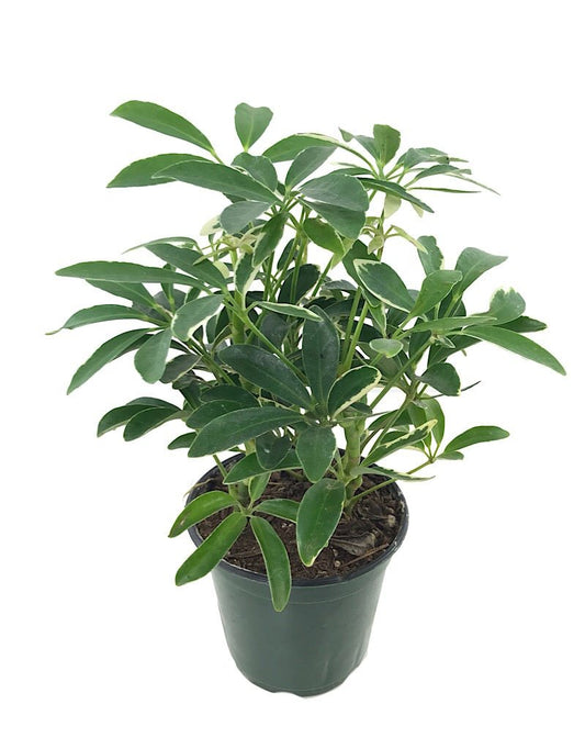 Schefflera arboricola 4 Inch - The Garden Corner