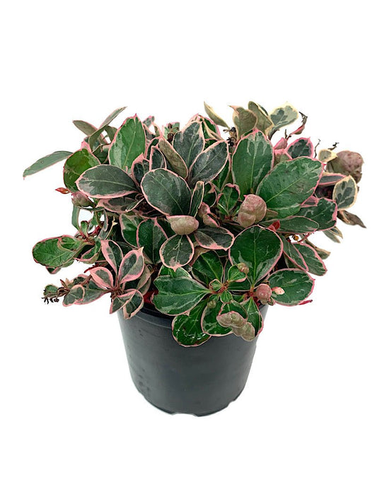 Gaultheria procumbens 'Winter Splash' Quart - The Garden Corner