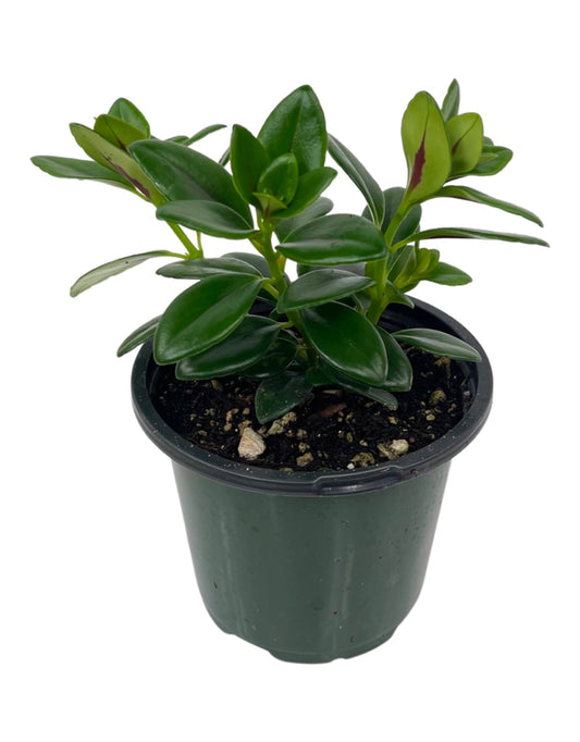 Nematanthus gregarius