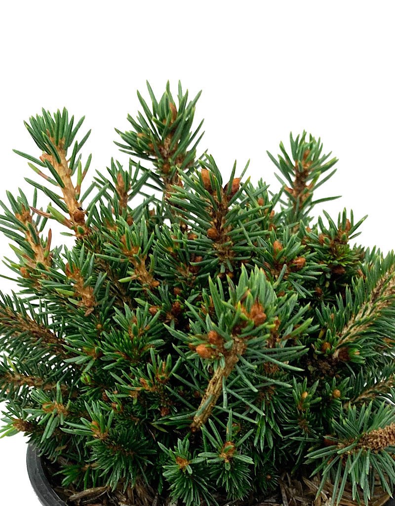 Picea abies 'Jessy' 4 Inch