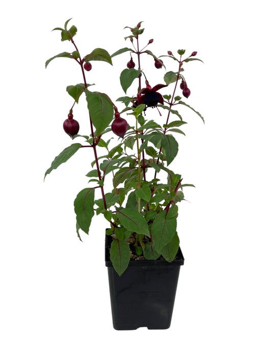 Fuchsia 'DebRon's Smokey Blue' - The Garden Corner