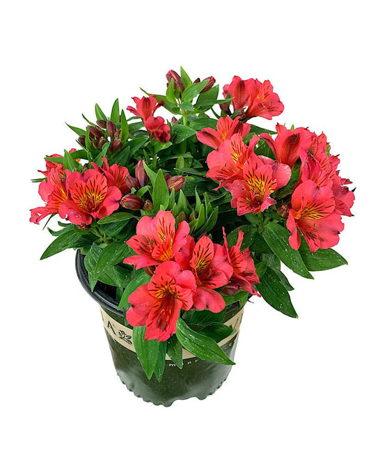 Alstroemeria 'Zaprielia' 2 Gallon - The Garden Corner