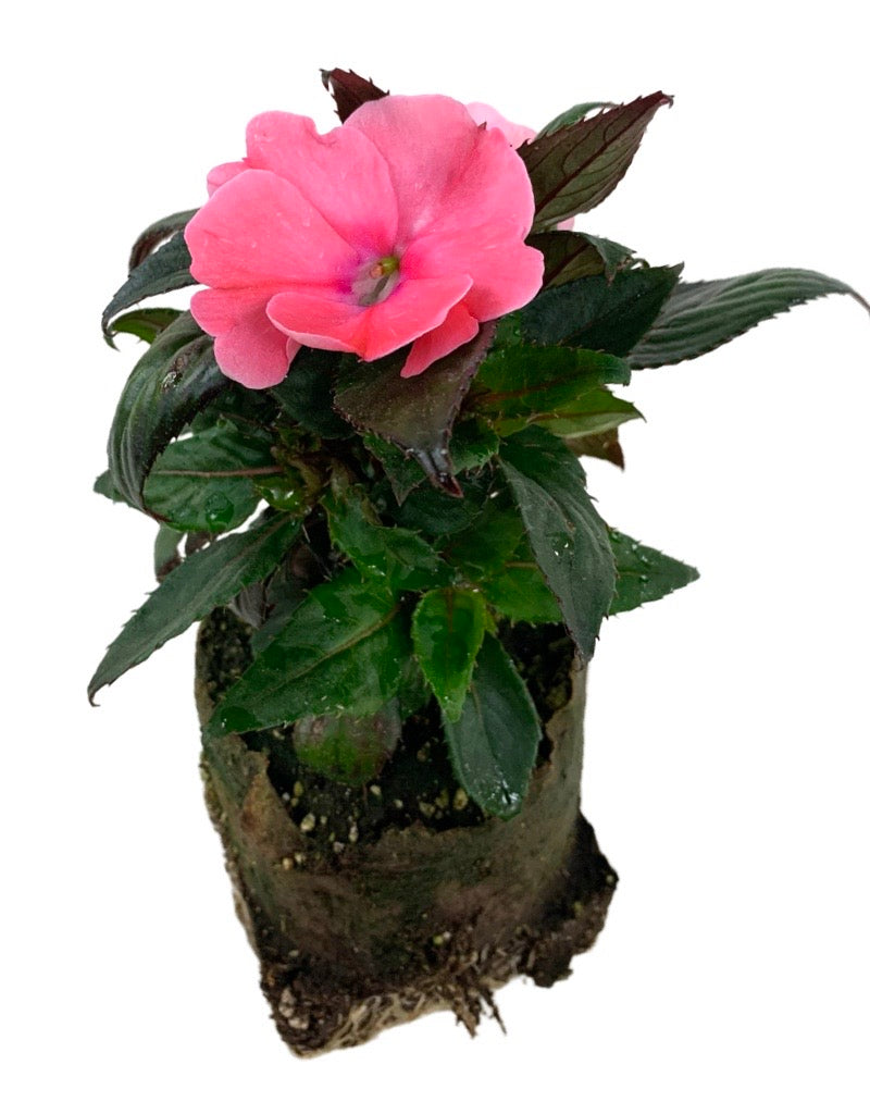 Sunpatiens 'Compact Blush Pink'