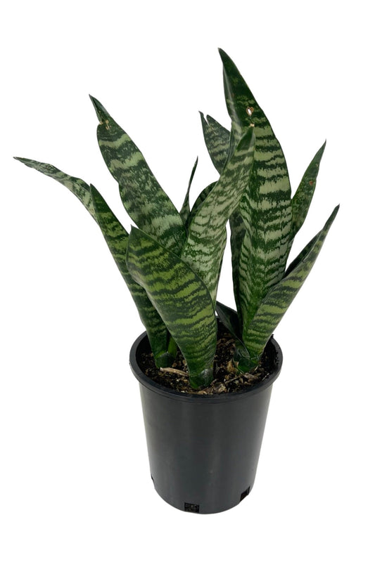 Sansevieria trifasciata 'Superba Robusta' 1 Gallon - The Garden Corner