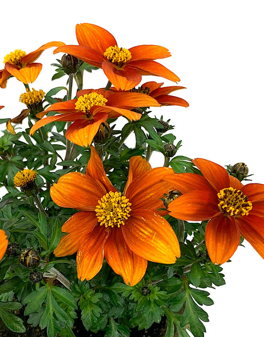 Bidens 'Bidy Bop Blaze'