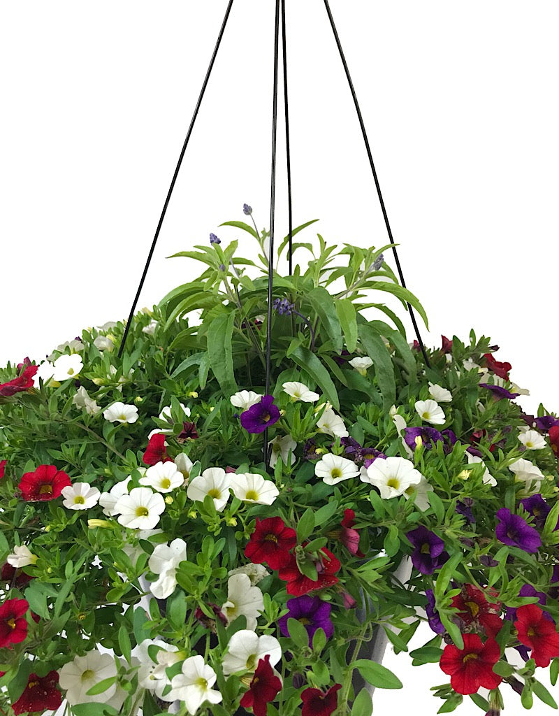 Rebel Basket Combination 3 - Annuals