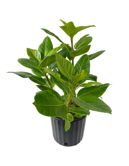Ficus altissima 10 Inch - The Garden Corner
