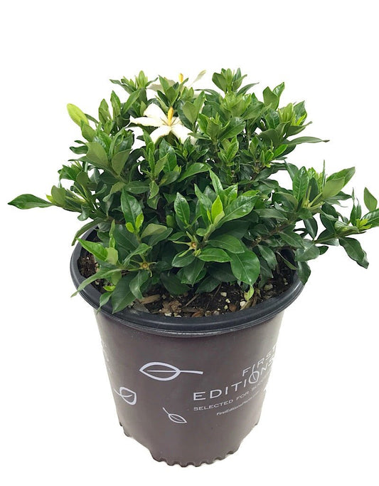 Gardenia jasminoides 'Sweet Tea' 2 gal - The Garden Corner
