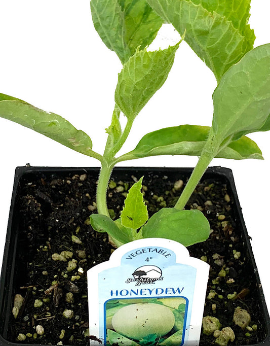 Melon 'Honeydew'