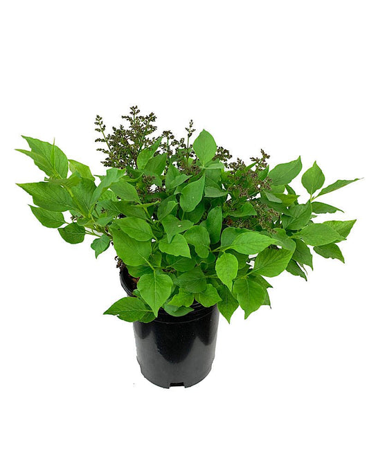 Syringa 'Miss Kim' 1 Gallon - The Garden Corner