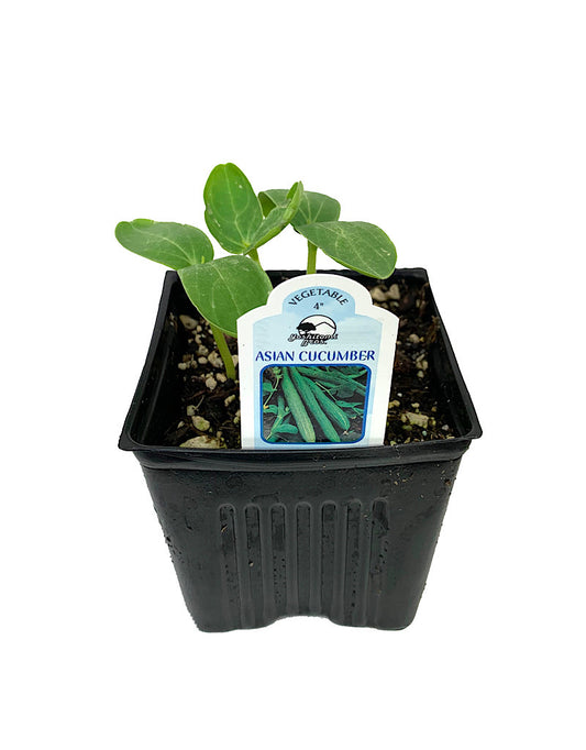 Cucumber 'Asian'