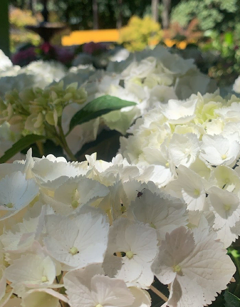 Hydrangea macrophylla 'Pure White'