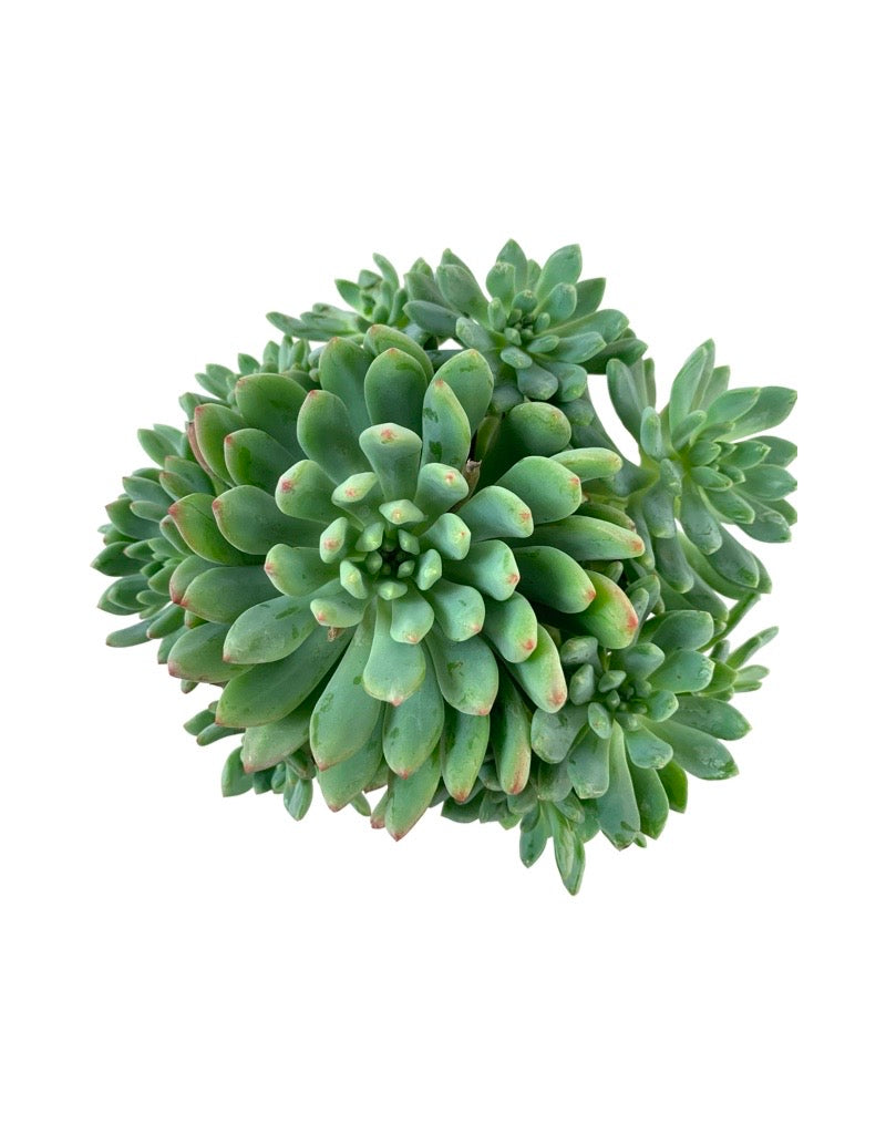 Sedum pachyphyllum Quart