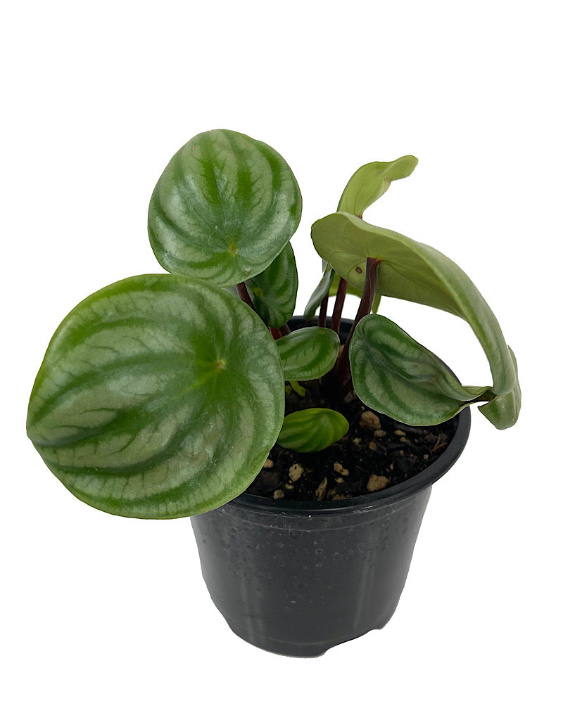 Peperomia argyreia