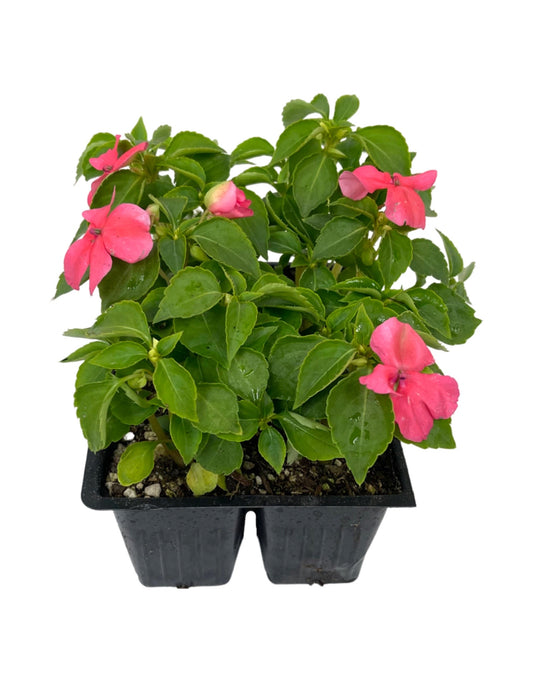Impatiens 'Beacon Coral'