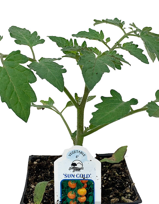 Tomato 'Sun Gold'