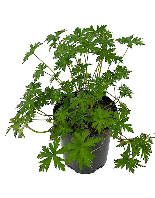Geranium 'Johnson's Blue' 1 Gallon - The Garden Corner