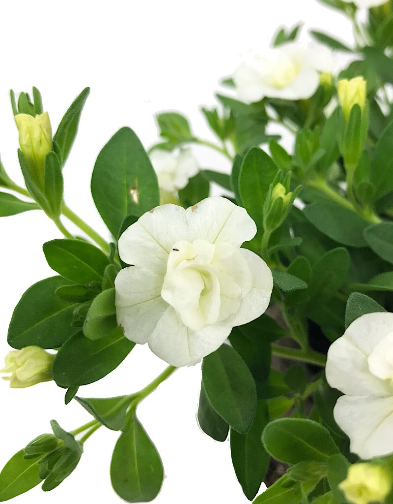 Calibrachoa 'Minifamous Double White'