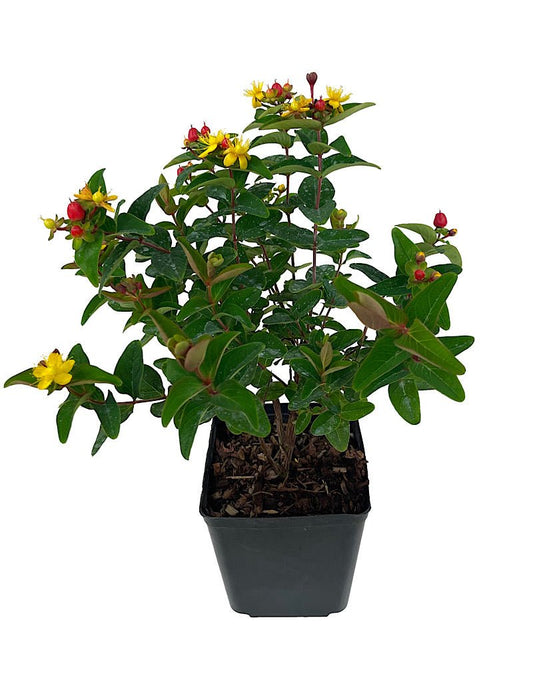 Hypericum 'Magical Triumph' 1 Gallon - The Garden Corner