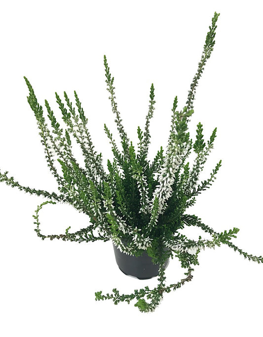 Calluna v. 'Valentina' - 4 inch