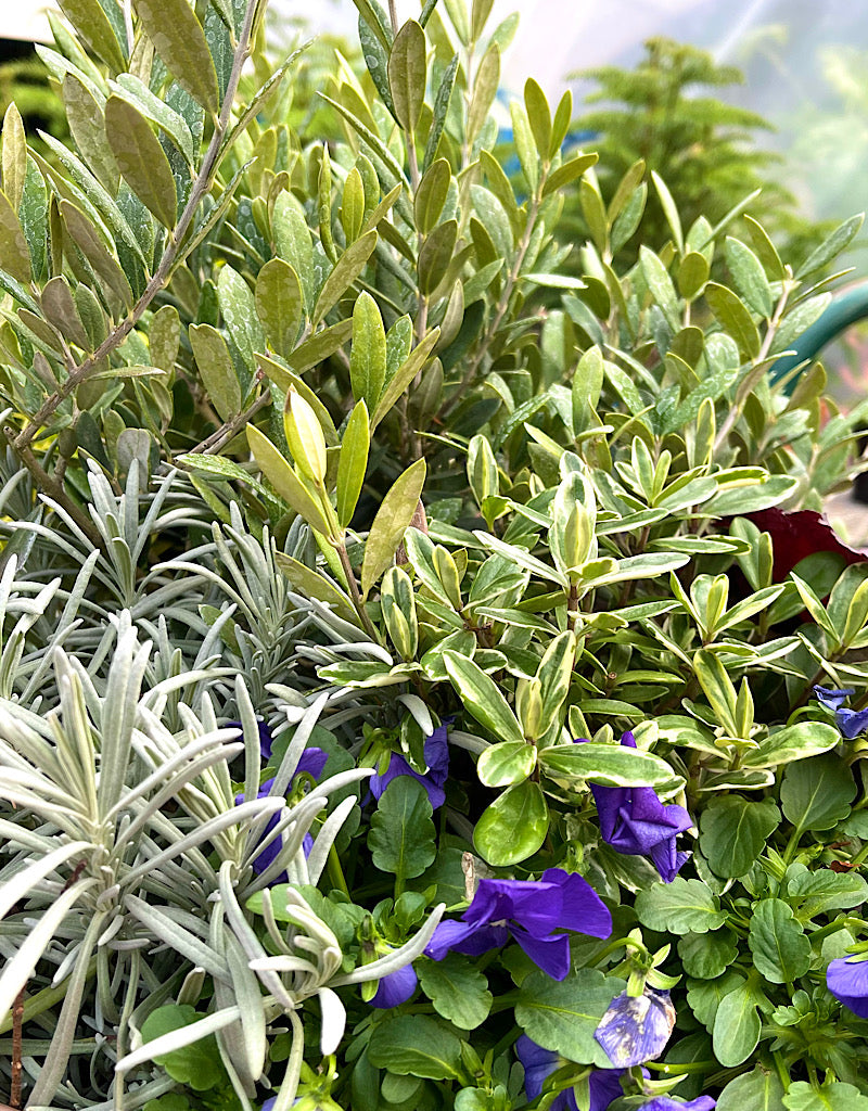 Passion Basket Year Round Subscription