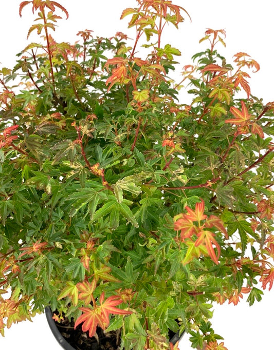 Acer palmatum 'Koto Maru'