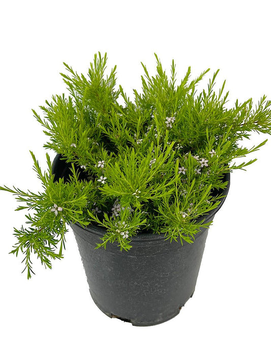 Coleonema 'Sunset Gold' 1 Gallon - The Garden Corner