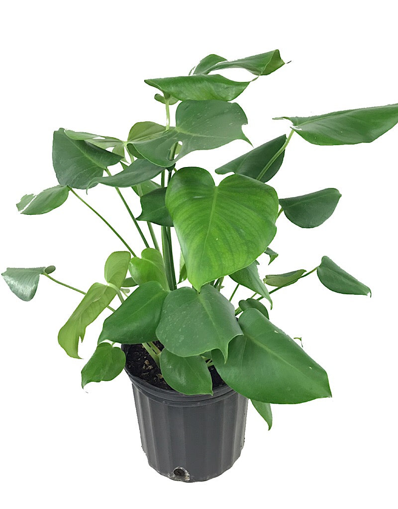 Monstera deliciosa