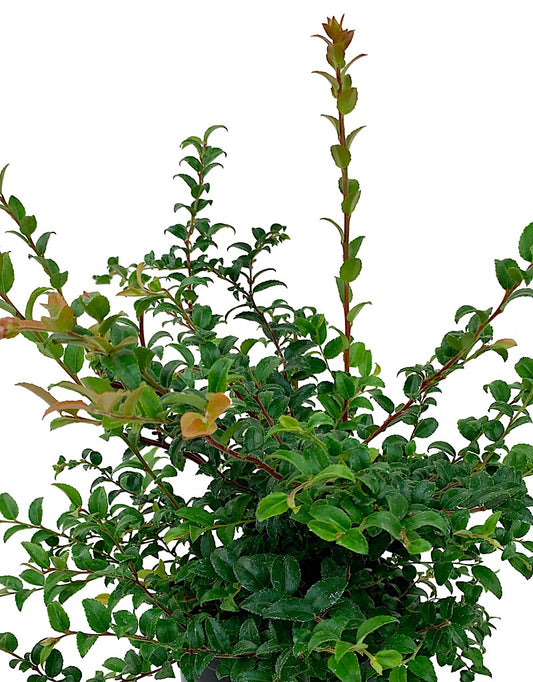 Vaccinium ovatum